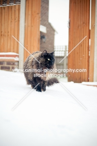 non pedigree cat in snow