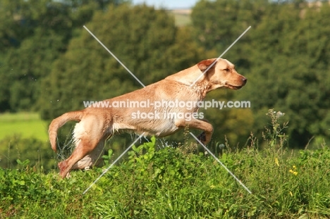 cream Labrador Retriever walking