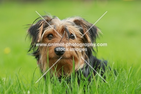 Yorkshire Terrier on grass