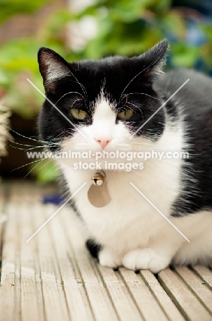 cat crouching on wooden floor