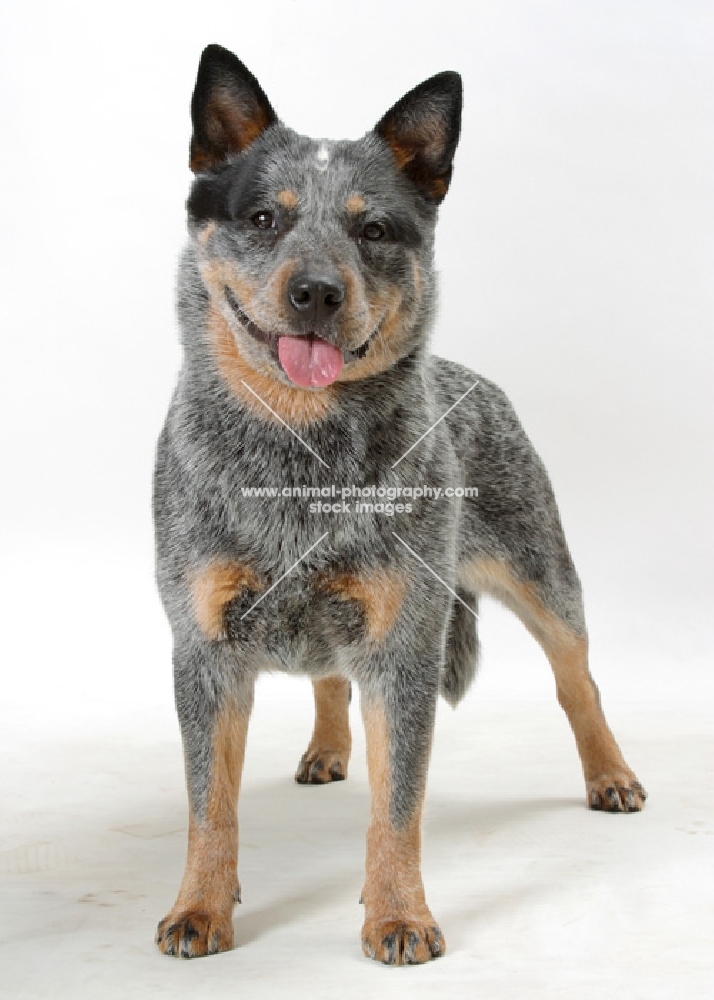 Blue Black &Tan Australian Cattle Dog on white background