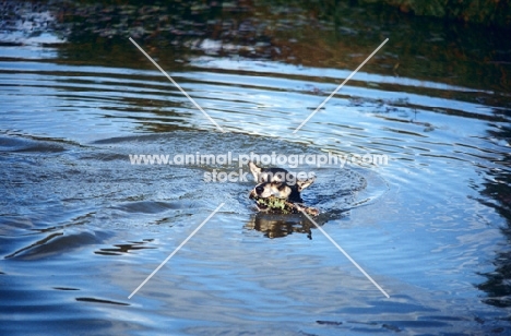 cross bred dog swimming retrieving a stick