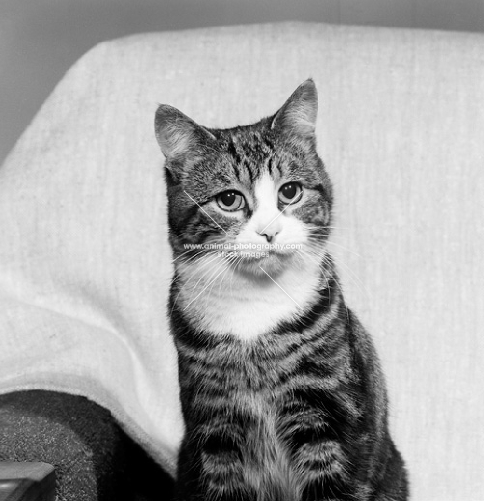 tabby and white film star cat at home