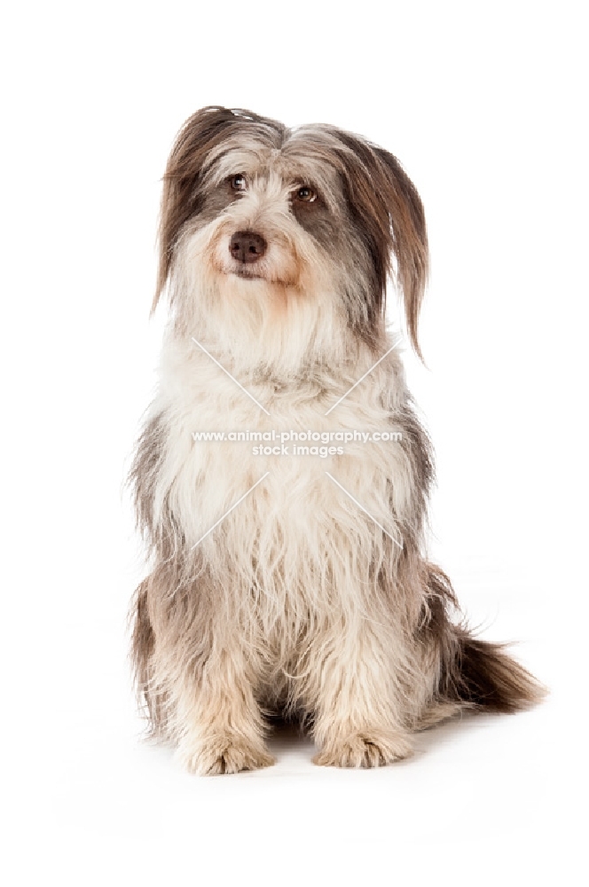 Bearded collie dog sitting isolated on white background