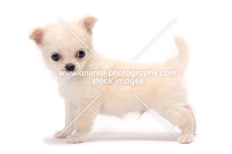 cute smooth coated Chihuahua puppy on white background