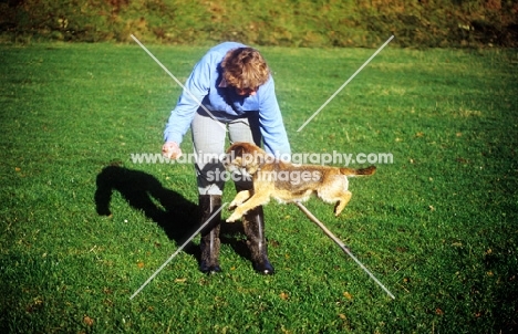 training, border terrier jumping a stick