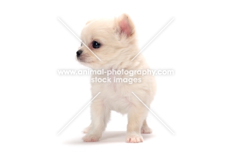 smooth coated Chihuahua puppy standing on white background