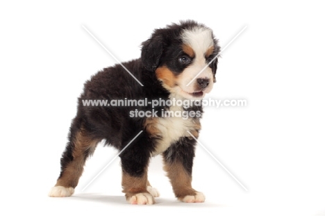 bernese Mountain dog puppy in studio