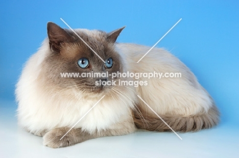 blue colourpoint ragdoll cat