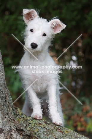 Terrier crossbreed