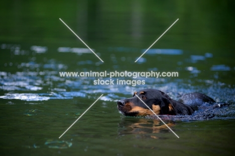 black and tan mongrel dog swimming in a lake