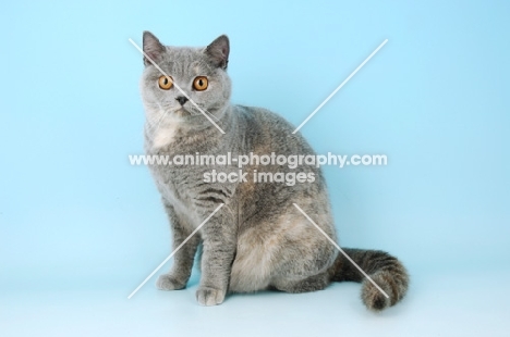 blue cream british shorthair cat looking at camera