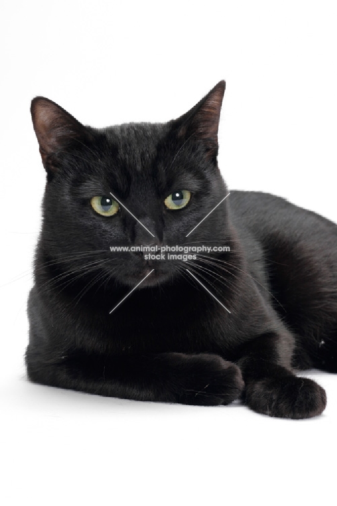 black shorthair resting