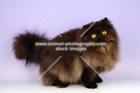 black Persian on light purple background