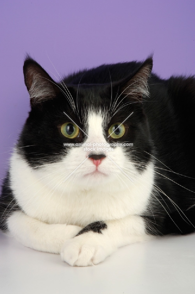 bi-coloured cat on purple background