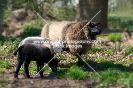 blue Texel sheep (aka Texelaar) with her lambs