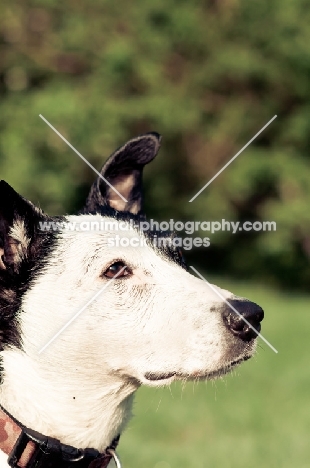 collie x staffie