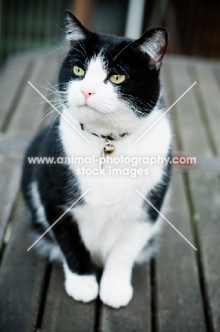 black and white cat sitting on garden table