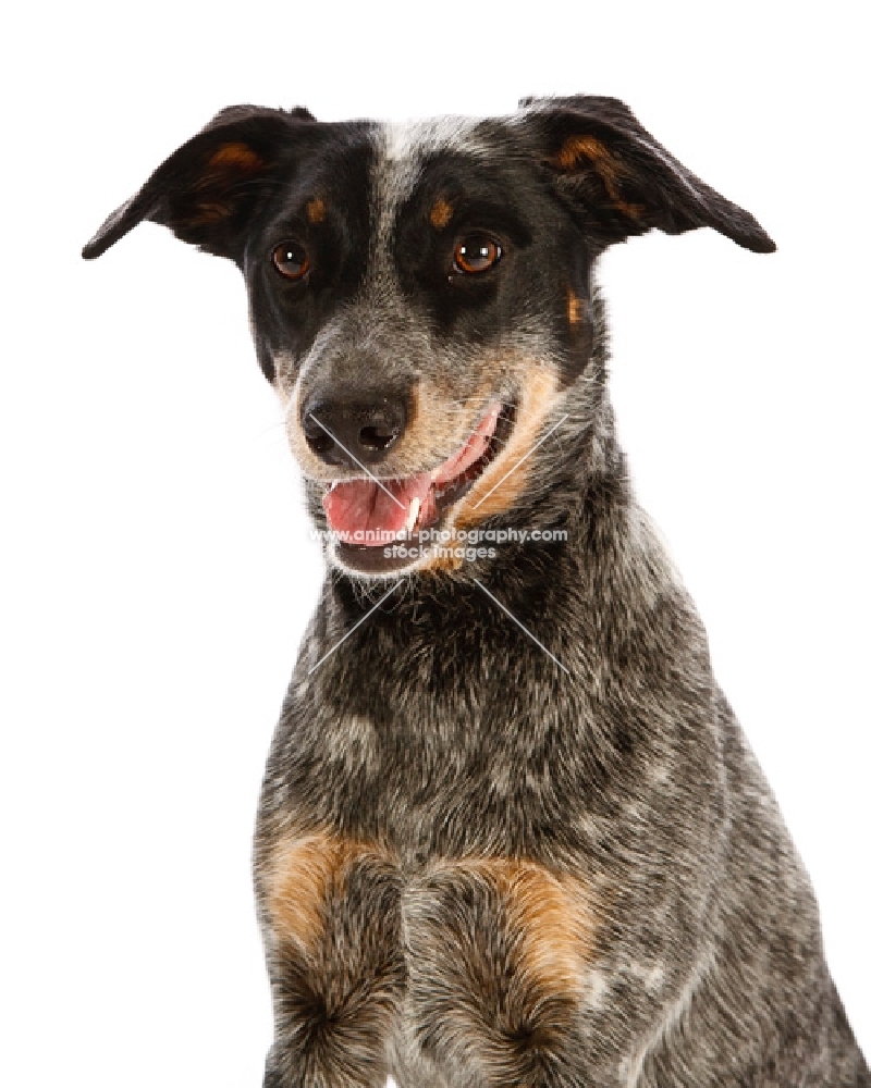 Blue Heeler cross