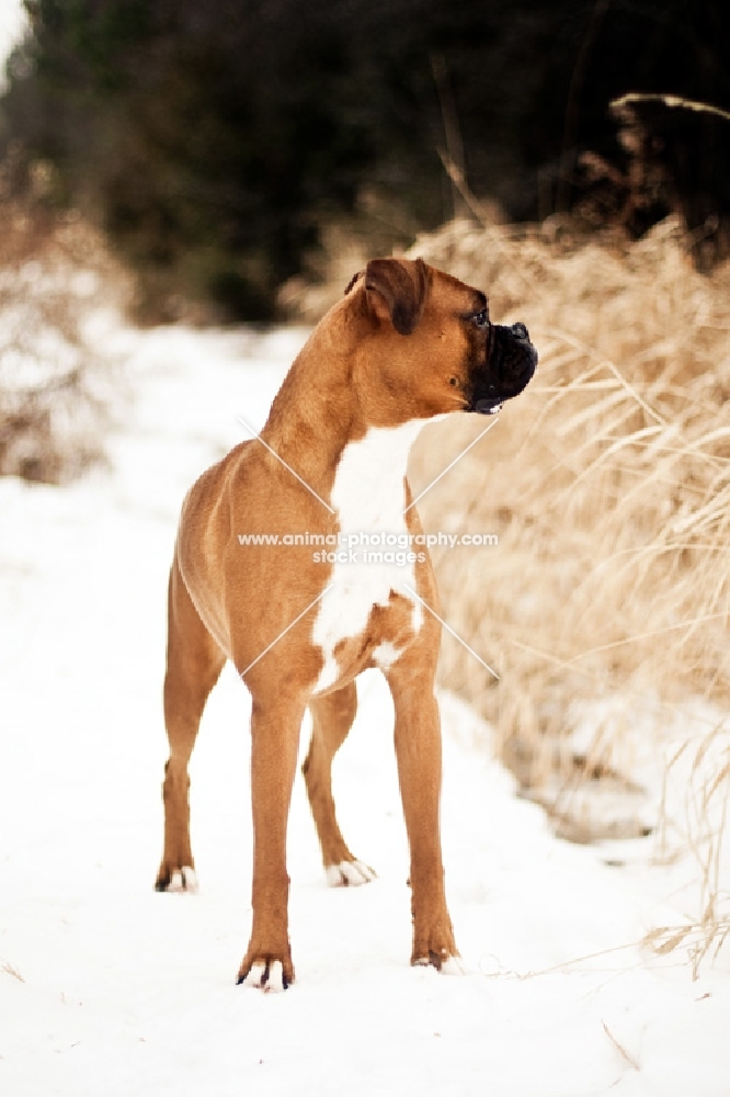 Boxer standing in snowy path