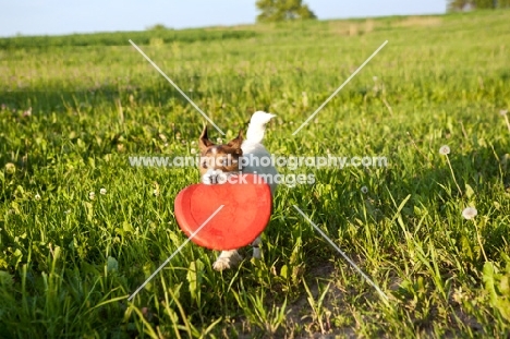 jack russell terrier