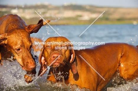 two Hungarian Vizsla dogs in water