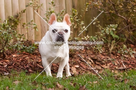 French Bulldog in garden