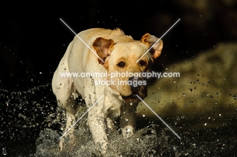 cream Labrador Retriever running in water