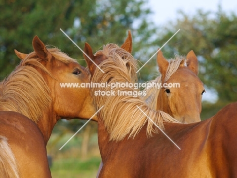 three Suffolk Punches