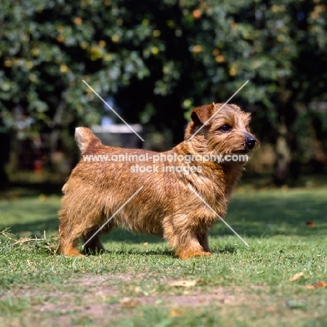 ch nanfan sweet potato, norfolk terrier standing on grass