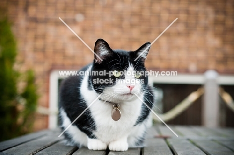 bi-coloured short haired cat crouching on table