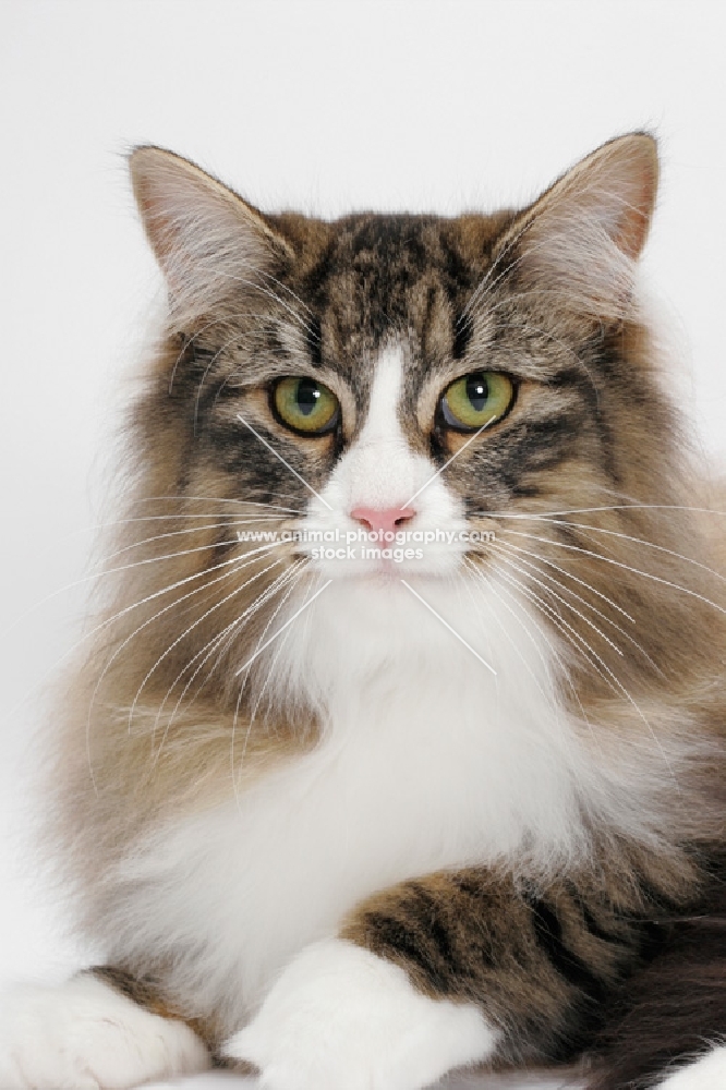 Brown Mackerel Tabby & White Norwegian Forest Cat on white background, portrait