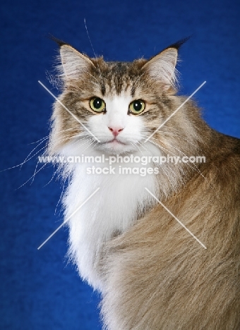 Norwegian Forest Cat portrait on blue background