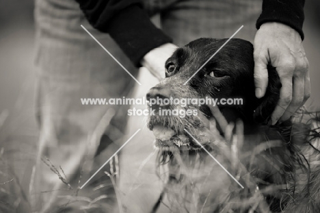 english setter petted by owner