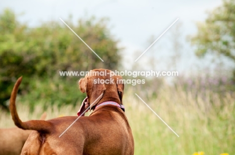 undocked Hungarian Vizsla, back view