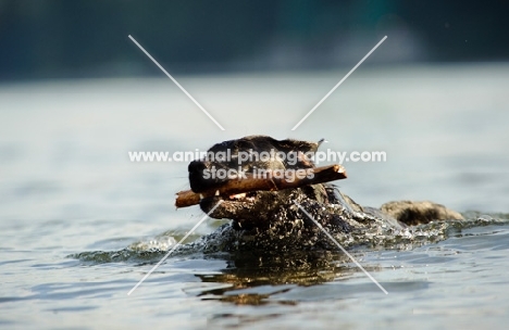 black Labrador Retriever retrieving stick