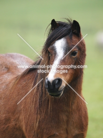 Welsh Mountain Pony (Section A) portrait