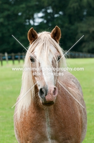 One welsh mountain pony in green field