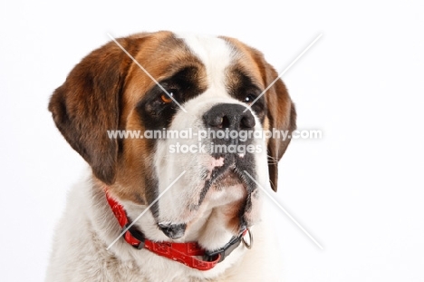 Saint Bernard wearing a red collar