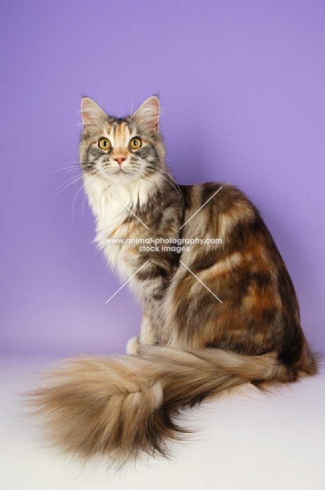 maine coon, silver tortie tabby colour