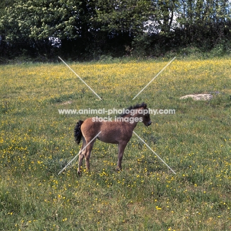 Dartmoor foal full body 