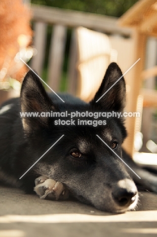 calm Husky Crossbreed