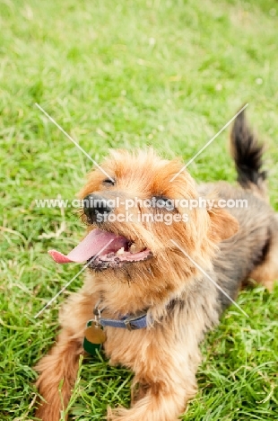 yorkie lying down