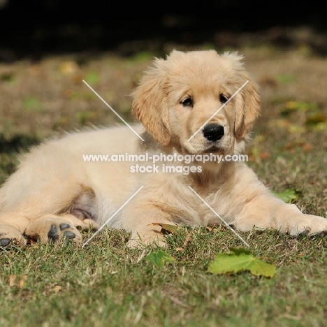 golden retriever puppy 12 weeks old lying down