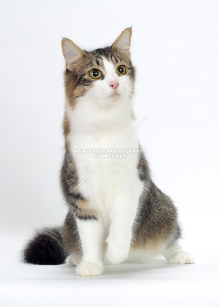 Norwegian Forest cat looking away