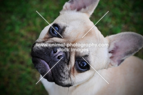 French Bulldog