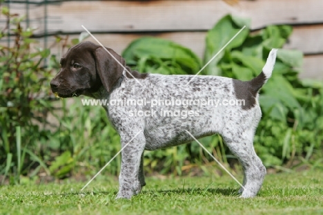 German Shorthaired Pointer puppy, side view