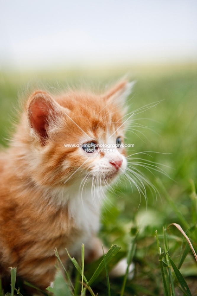 Kitten on grass