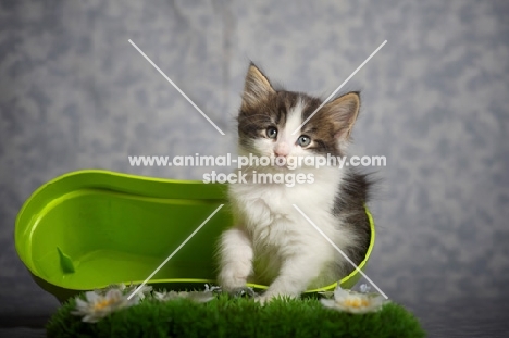 norwegian forest kitten sitting inside a green vase