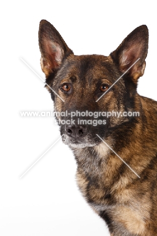 German Shepherd Dog